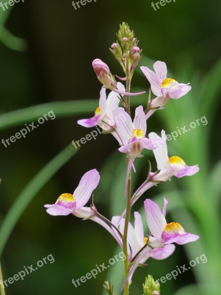 Roadside Toadflax Summer Toadflax Linum Flower Meadow Pink