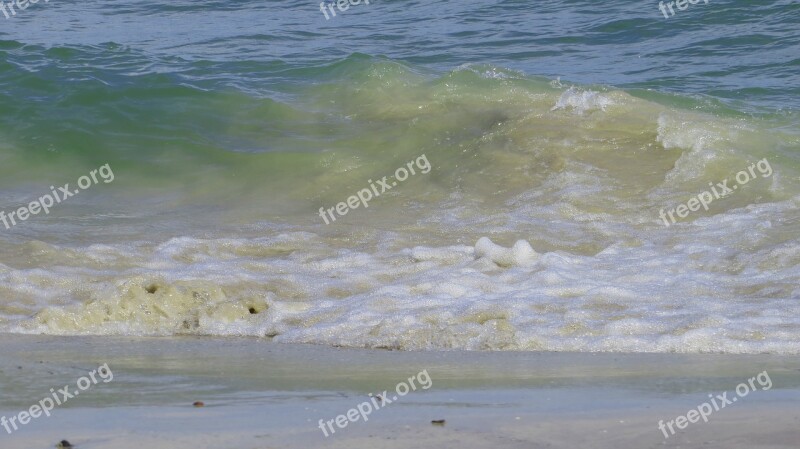 Beach Water Mussels Stones Coast