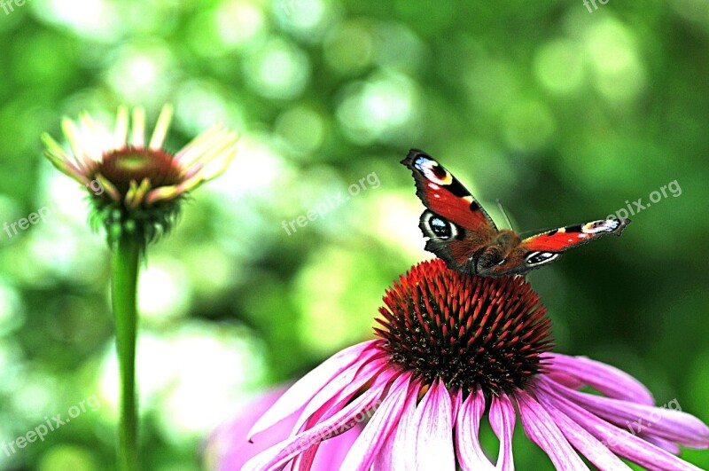 Butterfly Peacock Close Up Insect Garden