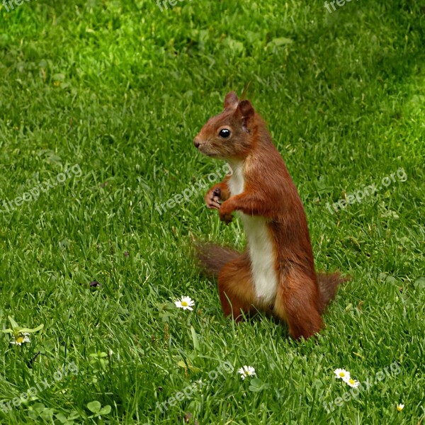 Squirrel Sciurus Vulgaris Major Mammal Mindfulness Garden