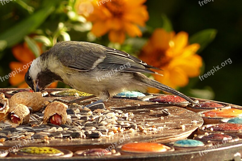 Tit Parus Major Bird Garden Food