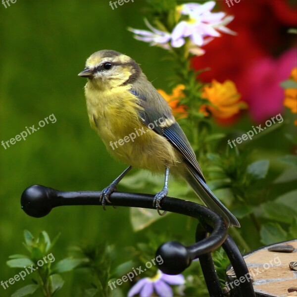 Blue Tit Cyanistes Caeruleus Tit Bird Young