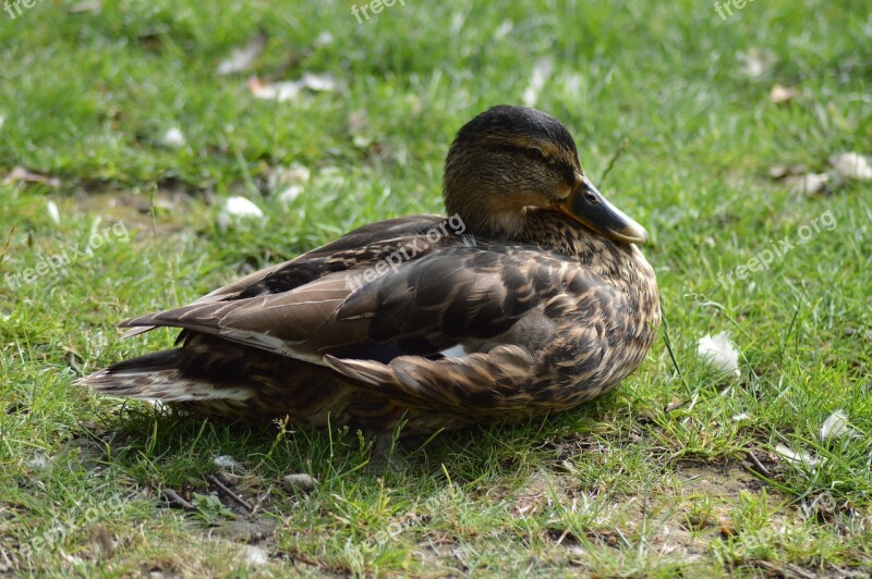 Duck Feathers Bird Animal Wild Duck