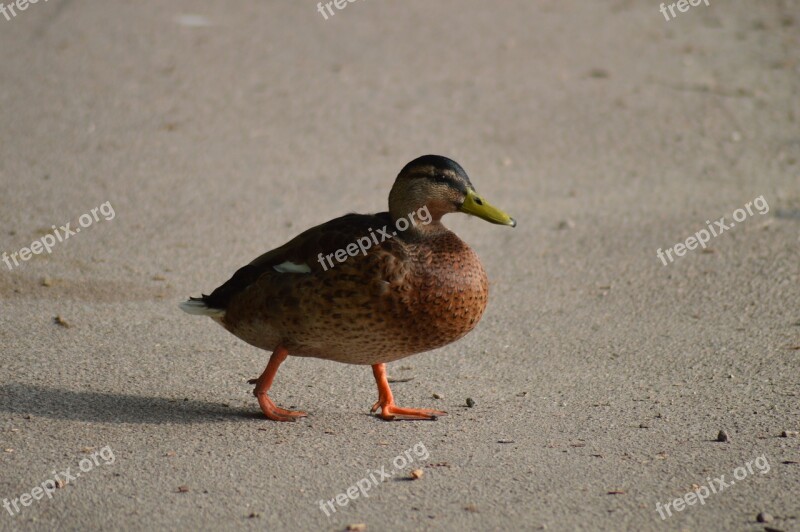 Duck Feathers Bird Animal Wild Duck