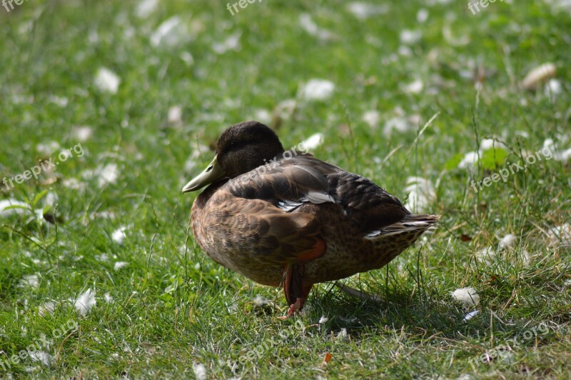 Duck Feathers Animal Wild Pond