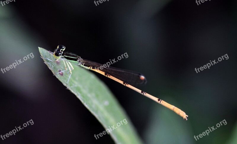 Damselfly Insect Insectoid Winged Bug