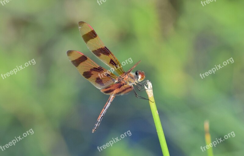 Dragonfly Halloween Pennant Halloween Pennant Dragonfly Insect Winged Insect