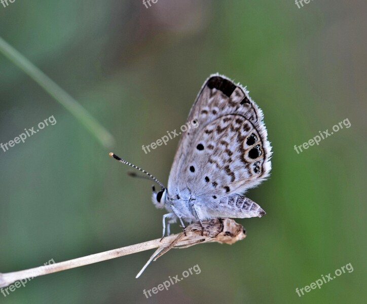 Butterfly Ceraunus Blue Insect Flying Insect Winged Insect