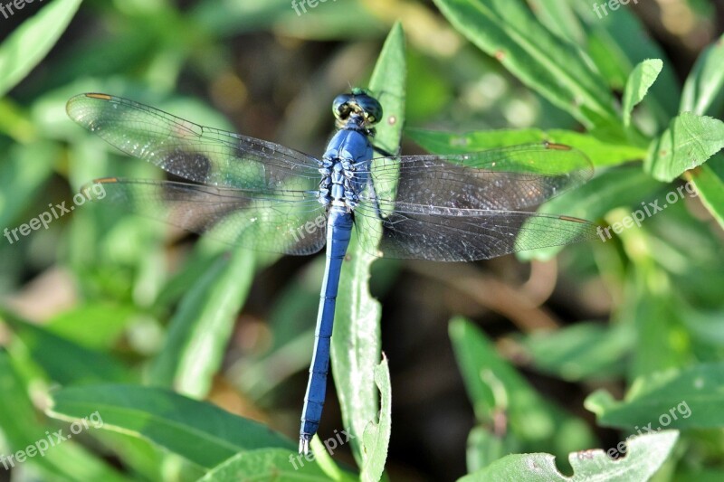 Dragonfly Pondhawk Eastern Pondhawk Insect Winged Insect