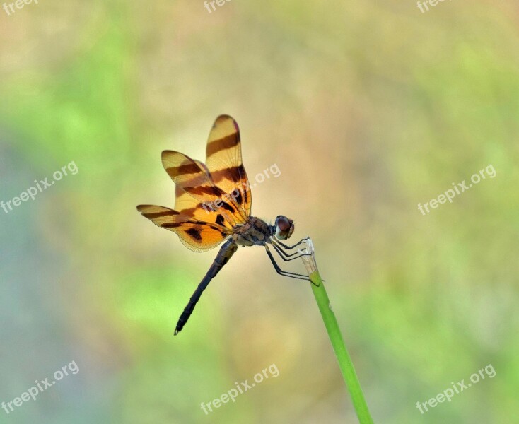 Dragonfly Halloween Pennant Halloween Pennant Dragonfly Insect Winged Insect