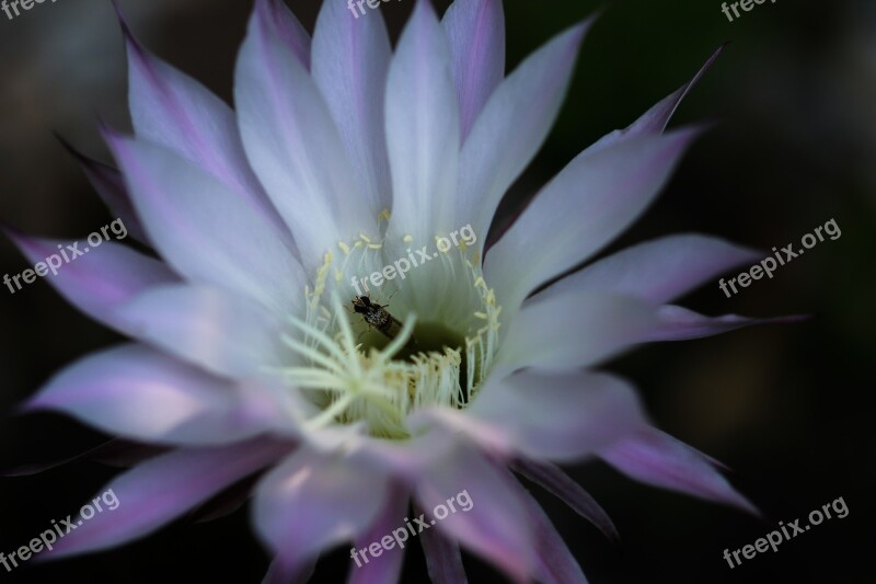 Blossom Bloom Cactus Cactus Blossom Bloom