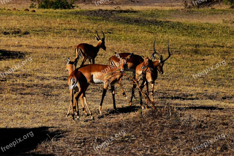 Tanzania Africa Wildife Animal Safari