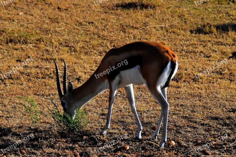 Tanzania Africa Wildife Animal Safari