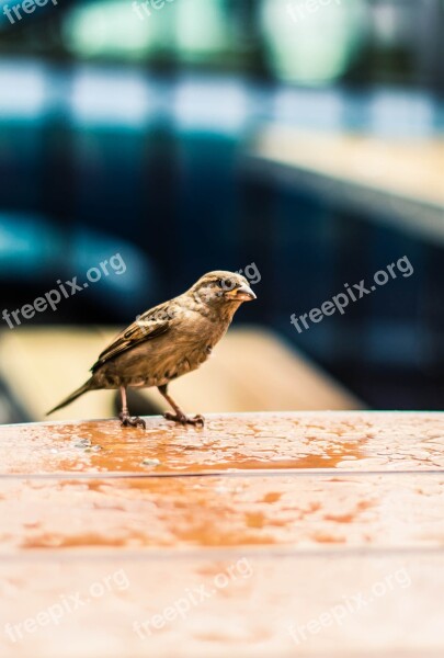 Bird Sparrow Nature Feathered Race Birds