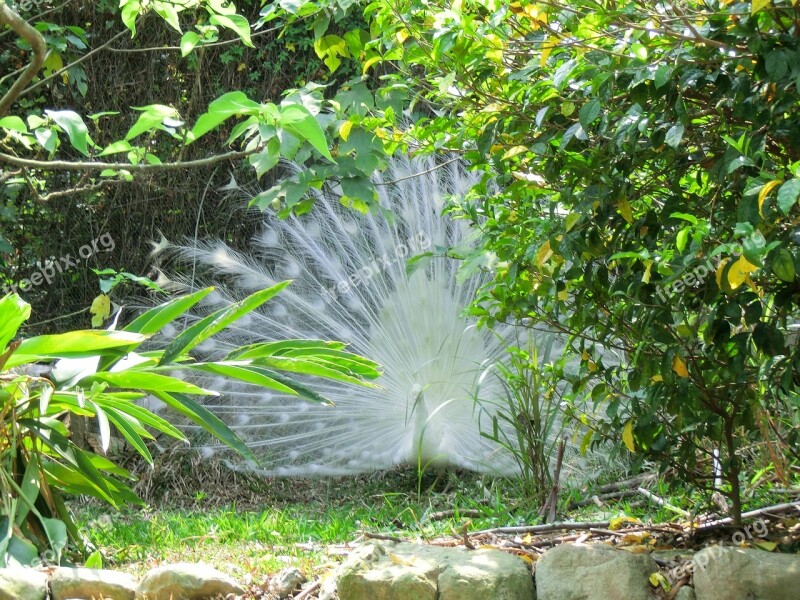 The White Peacock Courtship Pet Peacock Free Photos