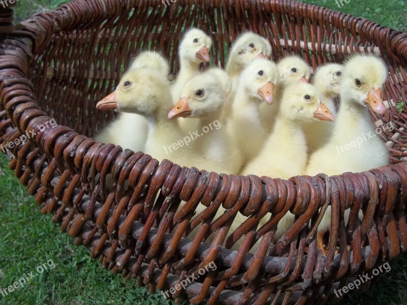 Emotions Pets Geese Basket Interest