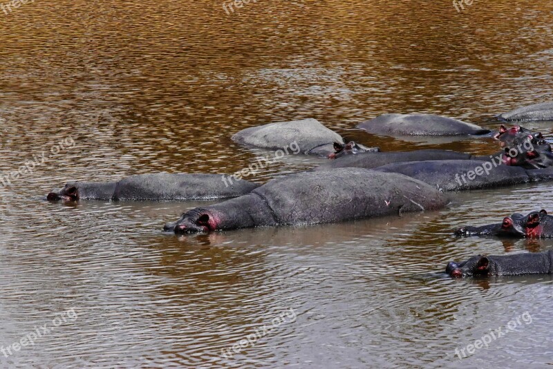 Wildlife Tanzania Africa Hippopotamus Water