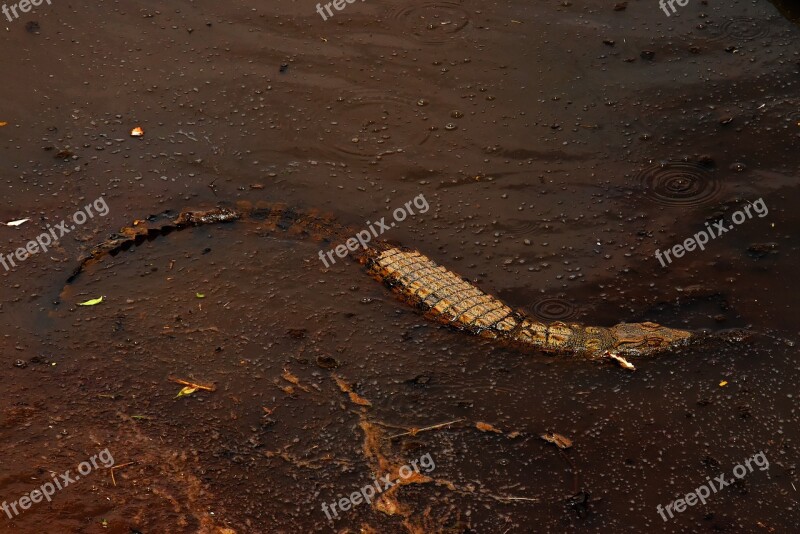 Wildlife Tanzania Africa Crocodile Water