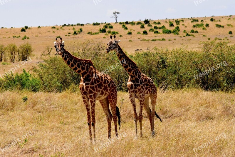 Wildlife Africa Tanzania Mammal Safari