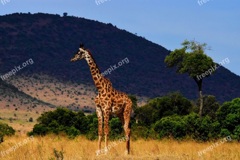 Wildlife Africa Tanzania Mammal Safari