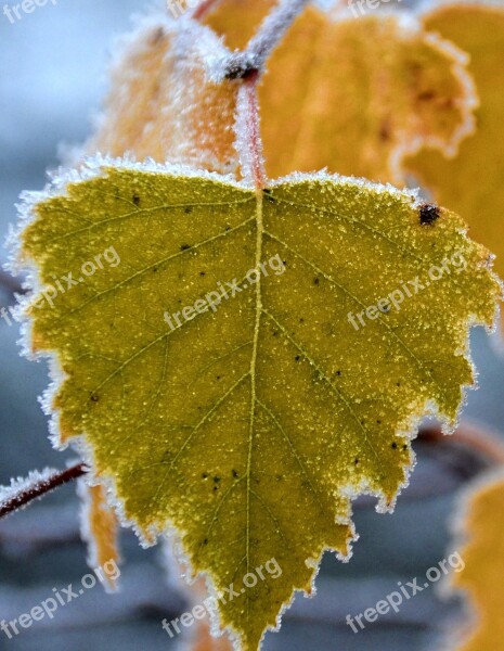 Frost Autumn Birch Leaf Nature Hoarfrost