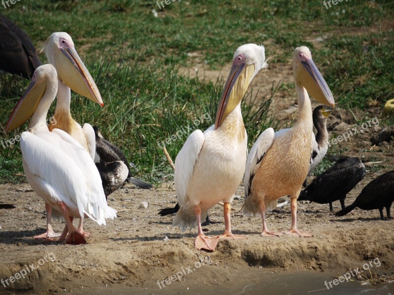 Pink Pelican Pelicans Group Watering Hole Uganda