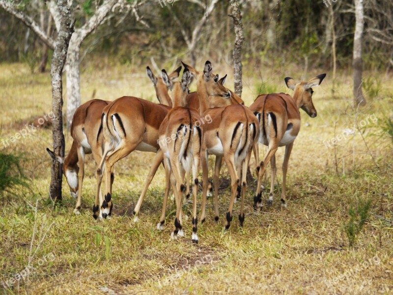 Antelope From The Rear Drawing Uganda Impala