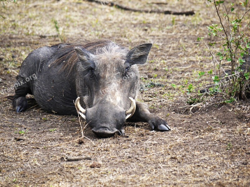 Warthog Savannah Hauer Uganda Ugly