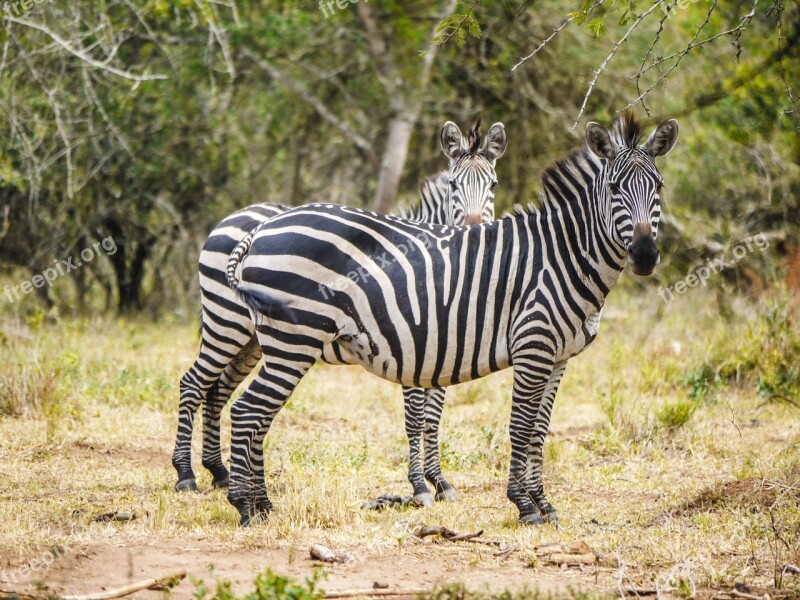 Zebras Flock Pair Curious Uganda