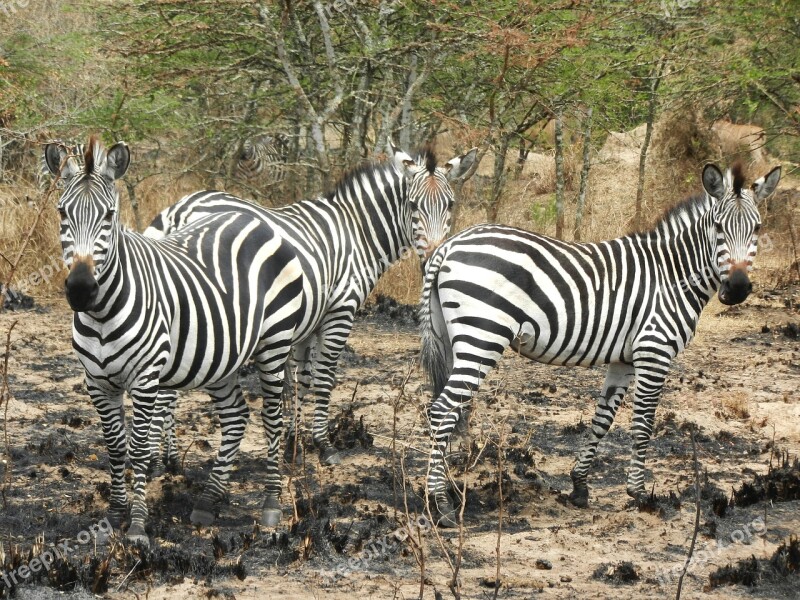 Zebras Flock Curious Uganda Stripes