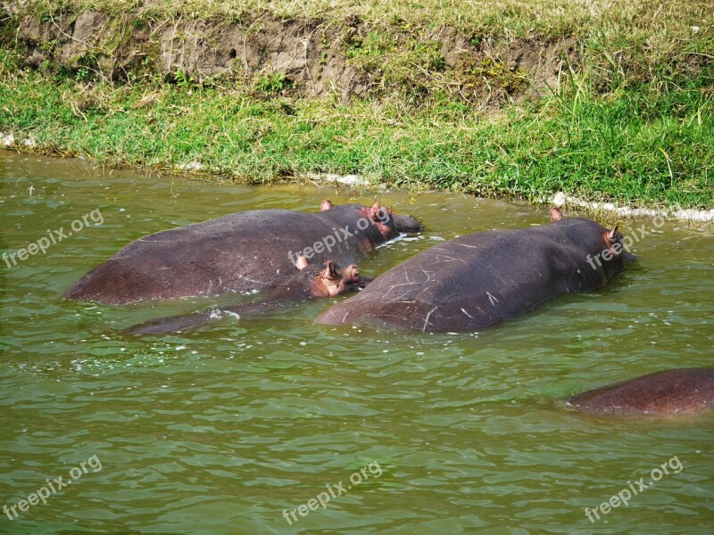 Hippos Watering Hole Animals Family Baby