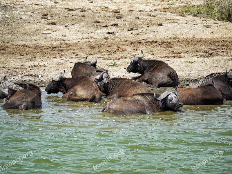 Buffalo Swim Doze Uganda Watering Hole