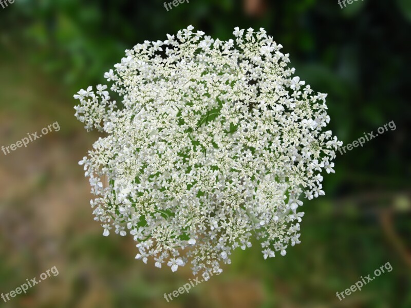 Cow Parsley Umbelliferae White White Flower Grassland Plants