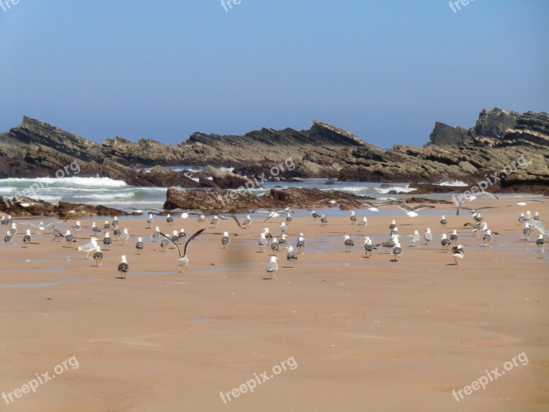 Beach Amalia Alentejo Birds Seagulls