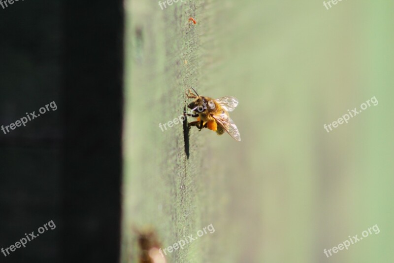 Bee Prey Beekeeper Beehive Insect