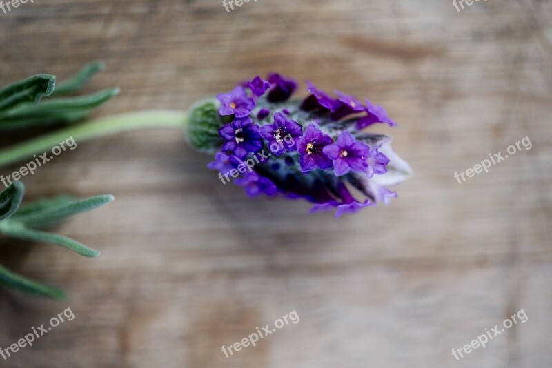 Lavender Lavender On Table Wood Table With Flower Flower On Table Single Flower On Table