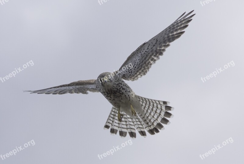 Bird Falcon Bird Of Prey Free Photos