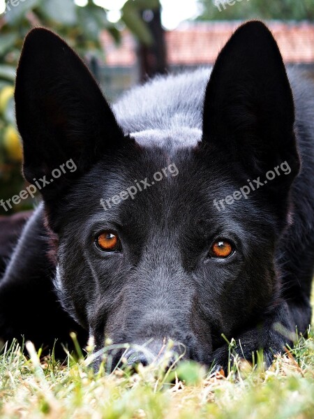 Black German Shepherd Eyes Ears Cute