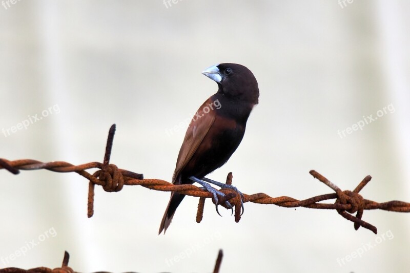 Bird Wild Natural Outdoors Munia