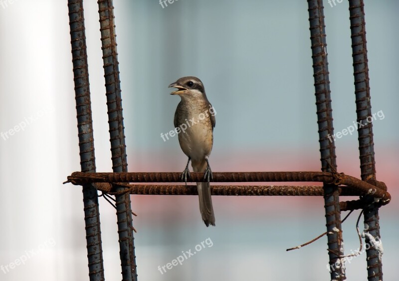 Bird Wild Natural Hunter Brown