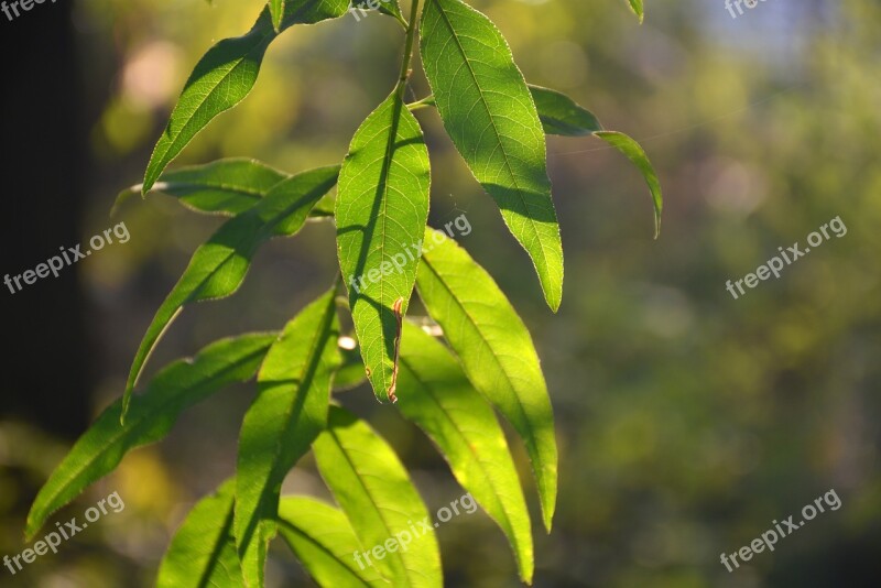 Leaf Light And Shadow Early In The Morning Free Photos