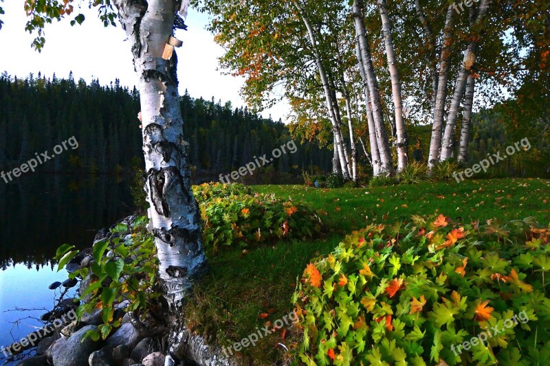 Landscape Autumn Nature Trees Birch