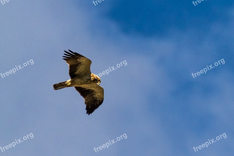 Spain Segovia Aguila Calzada Birding Bird Of Prey