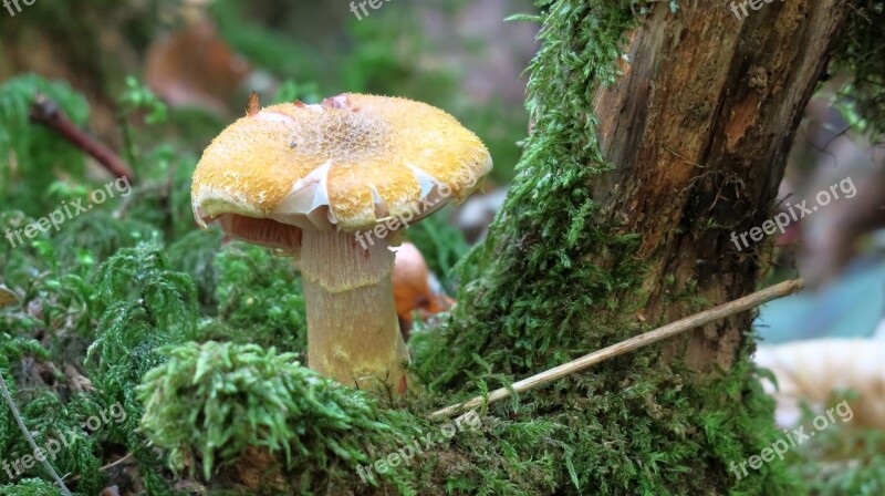 Forest Mushroom Mushroom Moss Screen Fungus Autumn