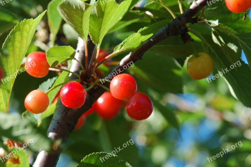 Wild Fruits Nature Rossi Free Photos