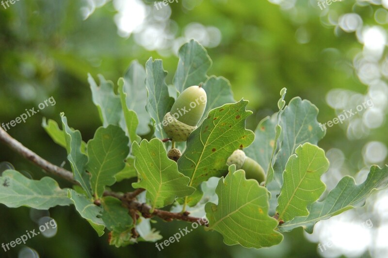 Oak Acorn Nature Free Photos