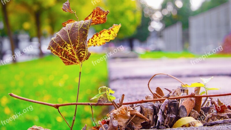 Leaves Fall Autumn Nature Colorful