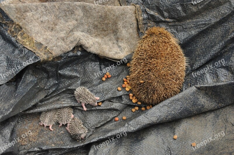 Baby Hedgehogs Birth Scope Free Photos