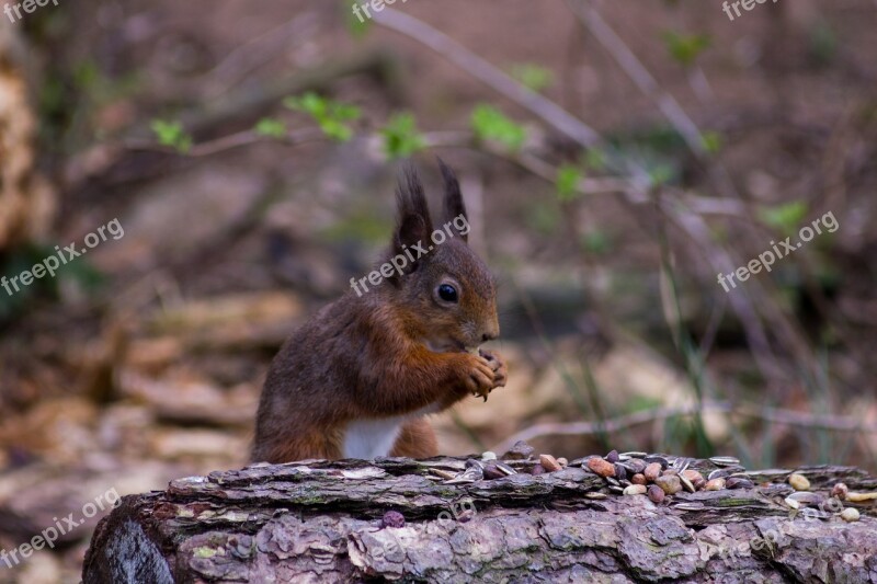 Red Squirrel Tentsmuir Scotland Uk Nature