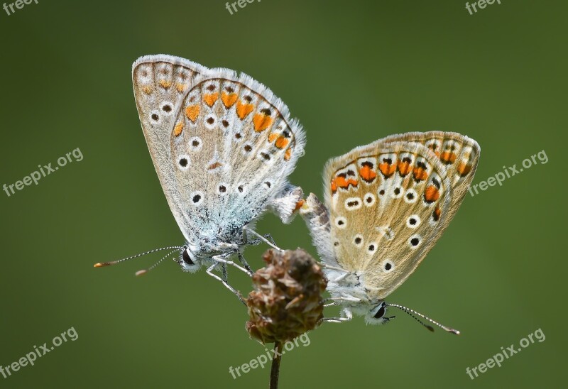 Butterfly Kelebek Macro Doga Nature